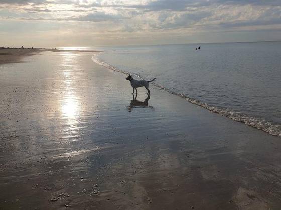 Renesse 2020 Foto 6