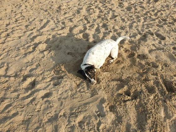 Renesse 2020 Foto 7