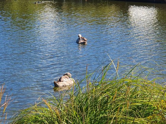 Veluwemeer 2022: Junge Schwäne auf dem Wasser hinter dem Schilf