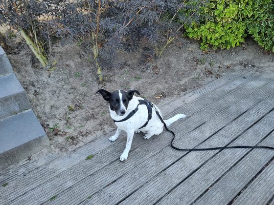 Veluwemeer 2022: Xena sitzt angeleint auf dem Holzsteg vor dem Ferienhaus