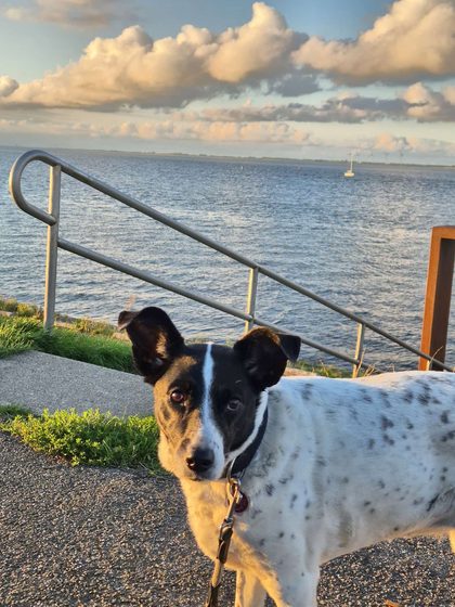 Yerseke 2026: Xena an der Leine auf dem Deich, dahinter das Wasser der Oosterschelde