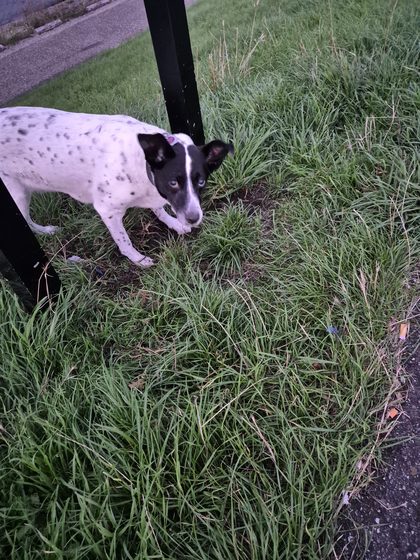 Yerseke 2026: Xena schnuppert im Gras am Wegrand
